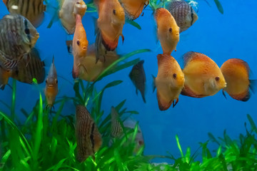 Beautiful orange discus fish