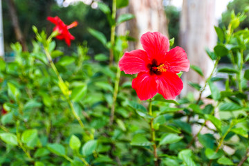 Beautiful background with a red flower and green plants in the park.