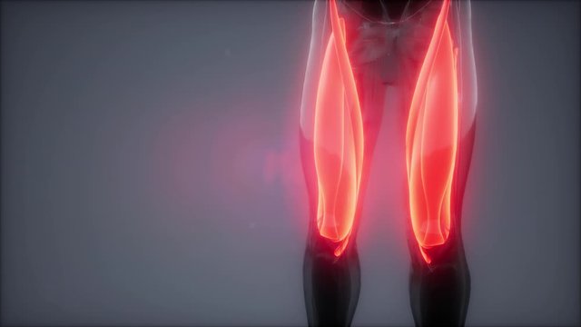 thigh muscles - Visible muscle anatomy map