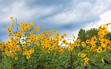 Fototapeta premium Topinambur