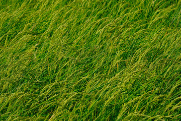 Rice field in the countryside very green fresh in the farm.