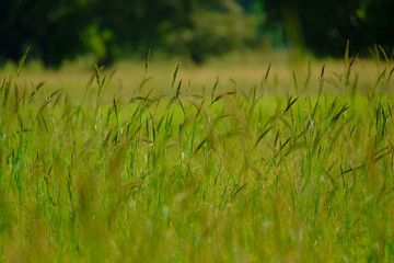 Rice grass in the field very green fresh in nature.