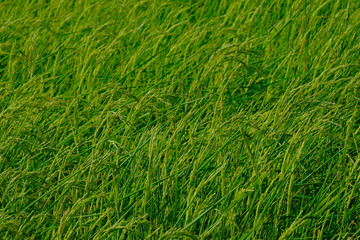Rice field in the countryside very green fresh in the farm.