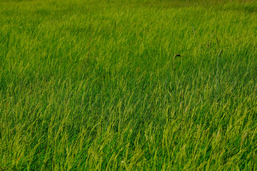 Rice field in the countryside very green fresh in the farm.