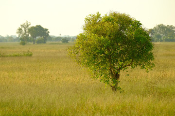 Rice field in the countryside.