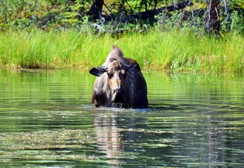 Fototapeta premium Horseshoe Lake Trail - Denali National Park