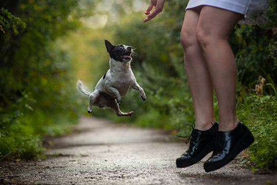 Chihuahua Dog Funny Jumping With The Mistress