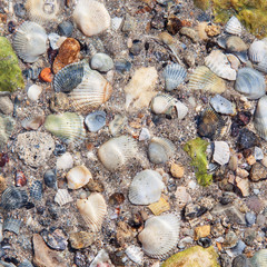 Underwater chaotic sea shells background.