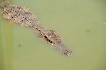 crocodile floating in water