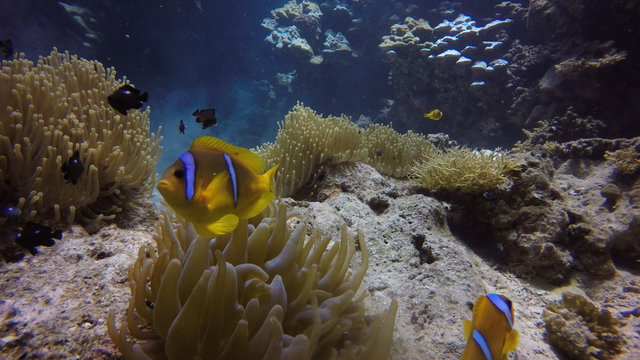 Egypt - Red Sea - Fury Shoals reef with clownfish (Amhiprion bicinctus) - raw image