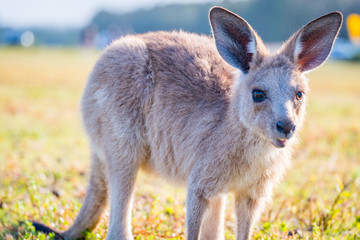 A joey in the wild in Coombabah Queensland 