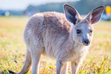 A joey in the wild in Coombabah Queensland 