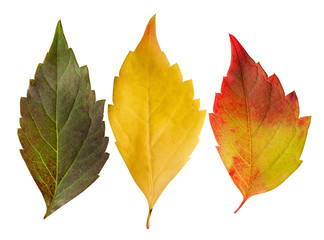 Set of autumn beautiful colour leaves from green to red.