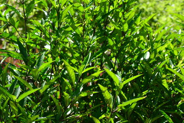 Fototapeta na wymiar Justicia gendarussa, commonly known as willow-leaved justicia