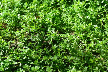 Brammi or Bacopa monnieri Wettst