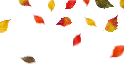 Falling autumn leaves flying.