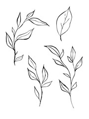 Graphic image of leaves and branches, hand-drawn with a pen and ink. Vector