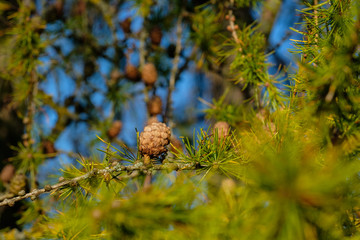 Nahaufnahme einer Lärche (lat. Larix decidua) mit Zapfen