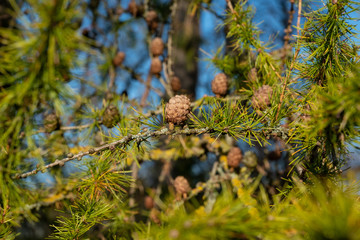 Ast und Zweige der Lärche (lat. Larix decidua) mit Zapfen