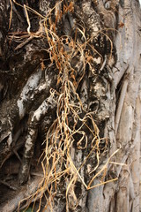  Banyan root