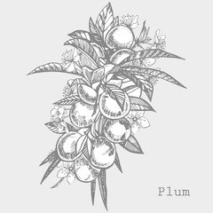 Plums hand drawn illustration. Ink sketch. Hand drawn illustration. Seamless pattern. Healthy organic food. Farm market products. Best for package design.