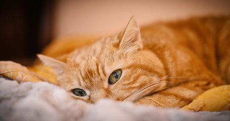 Sleepy red cat. Selective focus on eyes.