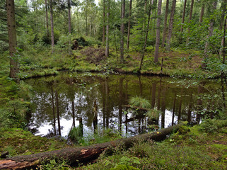 Obraz premium A pond in a bavarian forest