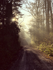 Obraz premium Forest path with early morning sun rays shining through the branches