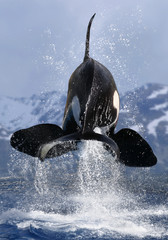 Schwertwal oder Orca (Orcinus orca) springt aus Wasser, von hinten