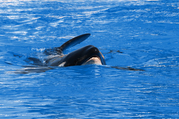 Naklejka premium Schwertwal oder Orca (Orcinus orca) schwimmt im Wasser von vorne