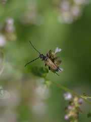 Käfer auf einer Blüte im Spätsommer vor weichem grünem Hintergrund