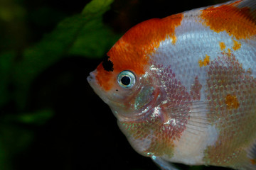 Panda Skalar oder Segelflosser (P. Scalare)