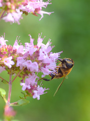 A bee sitting on a flower with a nice soft green background