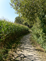 Sommerlicher Waldweg zwischen Wald und Maisfeld vor blauem Himmel