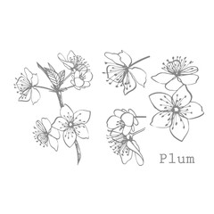 Plums hand drawn illustration. Ink sketch. Hand drawn illustration. Seamless pattern. Healthy organic food. Farm market products. Best for package design.