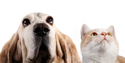 Dog and red cat on white background - 301348993