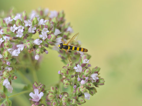 A Hoverfly on a flower in the summertime
