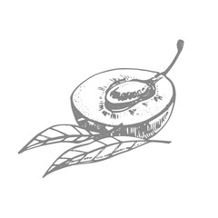 Plums hand drawn illustration. Ink sketch. Hand drawn illustration. Seamless pattern. Healthy organic food. Farm market products. Best for package design.