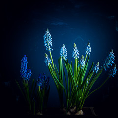 muscari