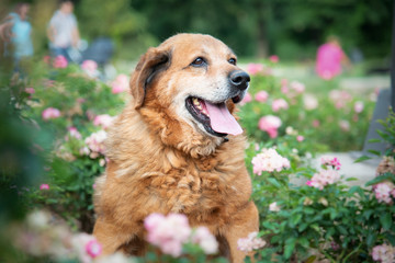 Dog from dogs shelter posing for the photo
