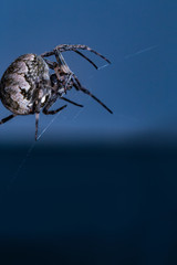 A close up view of a spider on a spider web