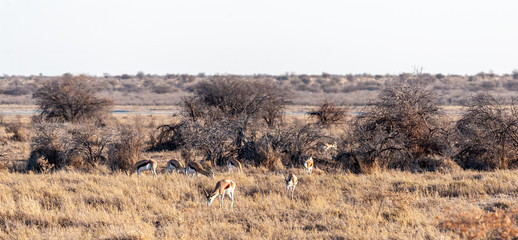 A group of Impalas -Aepyceros melampus- grazing on the plains of Etosha National Park, Namibia.