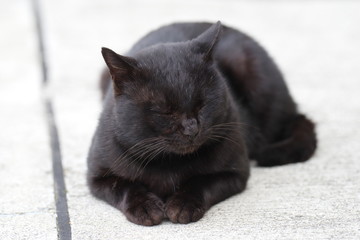 黒猫