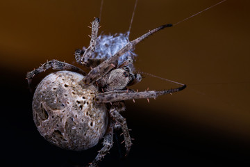 A close up view of a spider on a spider web