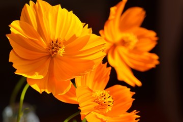 キバナコスモス