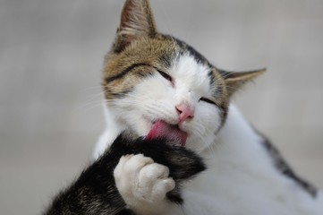 毛繕いしている猫ちゃん