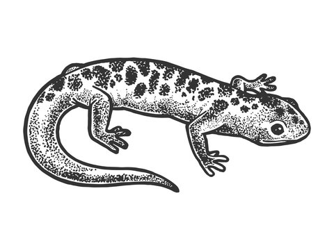 Salamander lizard animal sketch engraving vector illustration. T-shirt apparel print design. Scratch board style imitation. Black and white hand drawn image.