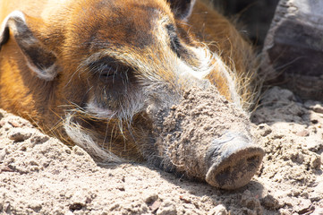 Fototapeta premium resting pig