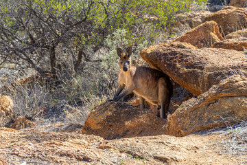 in the outback in Australia a kangaroo looks carefully under a rock into the camera