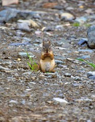 Arctic ground squirrel 